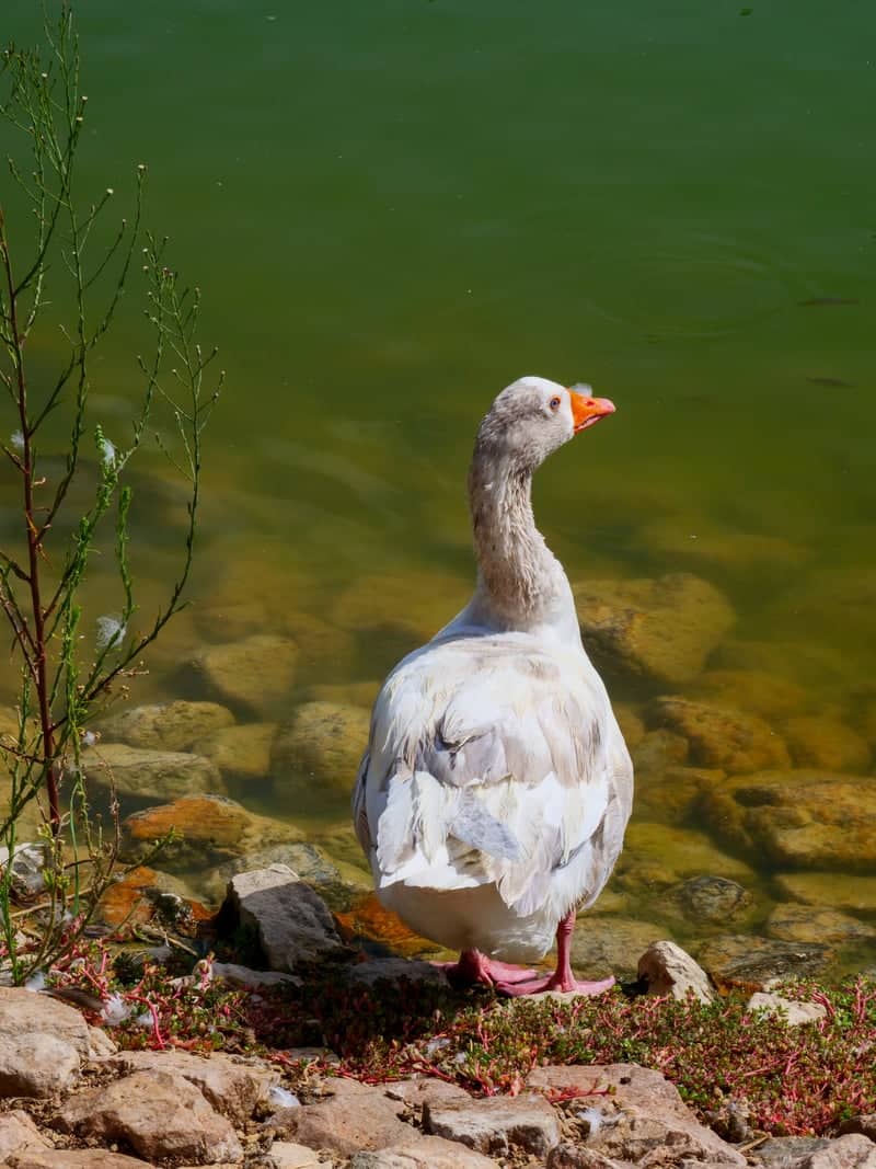 Parque de la Constitución Pond - Image 1