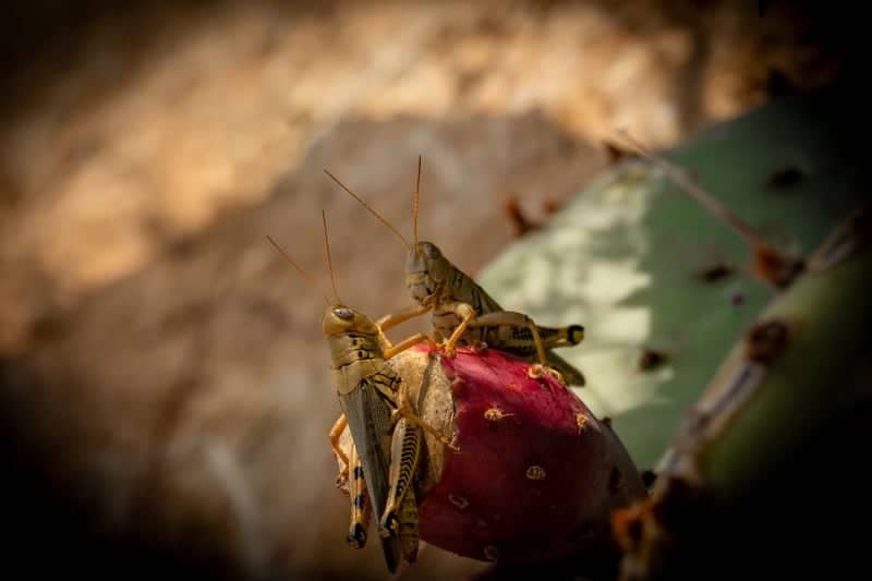 Paint Rock Prickly Pear Macro - Image 1