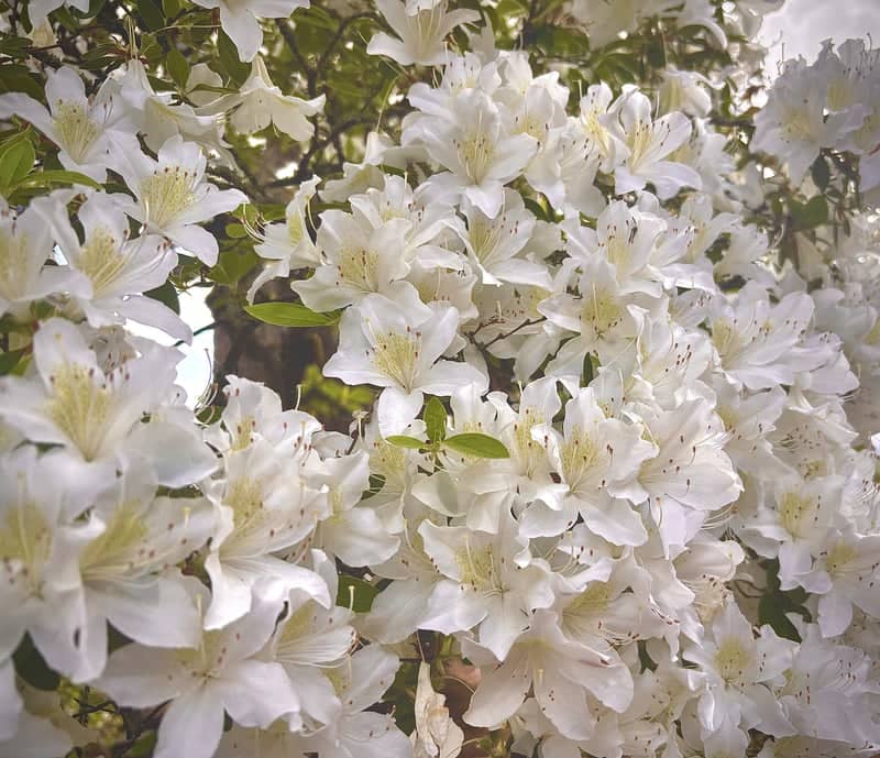 Fessler Nursery Azaleas - Image 1