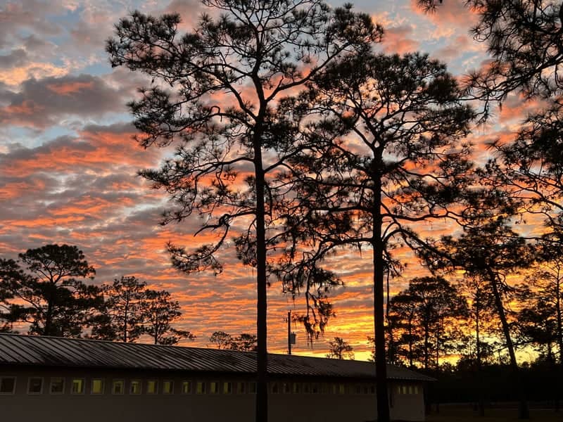 Starke Pine Forest Sunset - Image 1