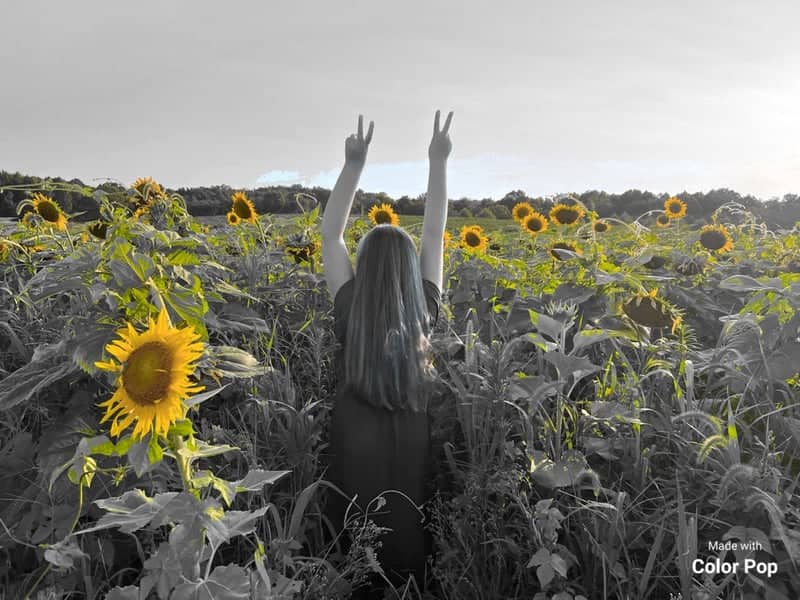 Havre de Grace Sunflower Fields - Image 1