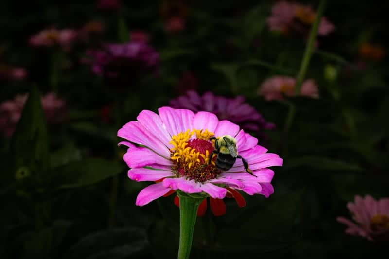 Alpharetta Garden Blooms - Image 1