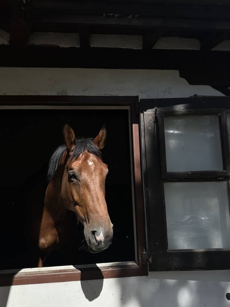 L'Isle Village Stables - Image 1
