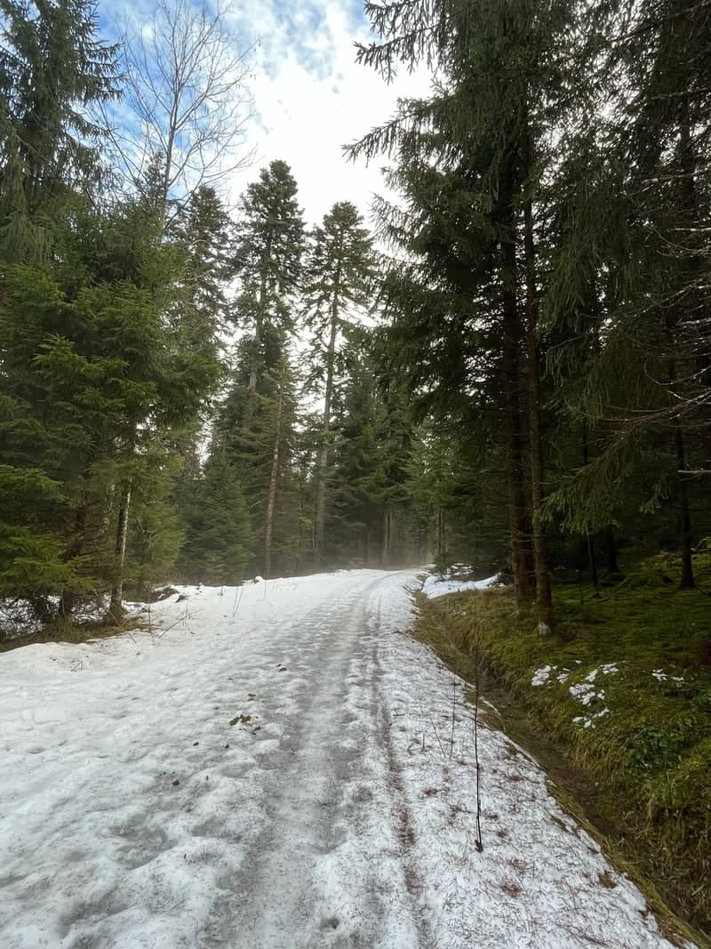 Jura Forest Winter Trail - Image 1