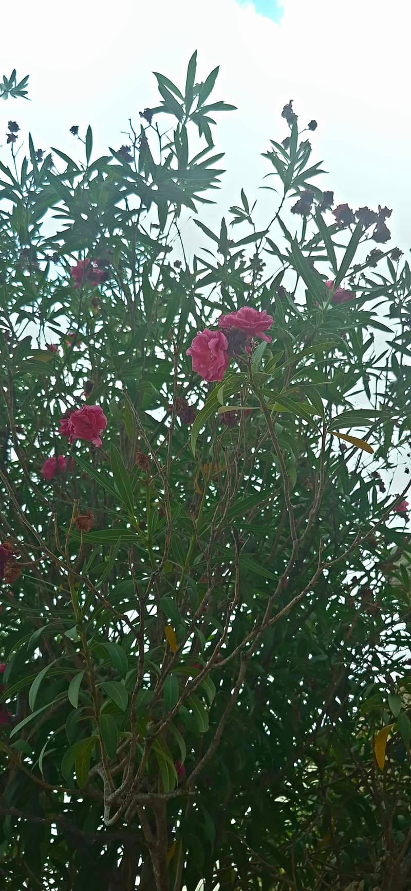 Kissamos Roadside Flora - Image 1
