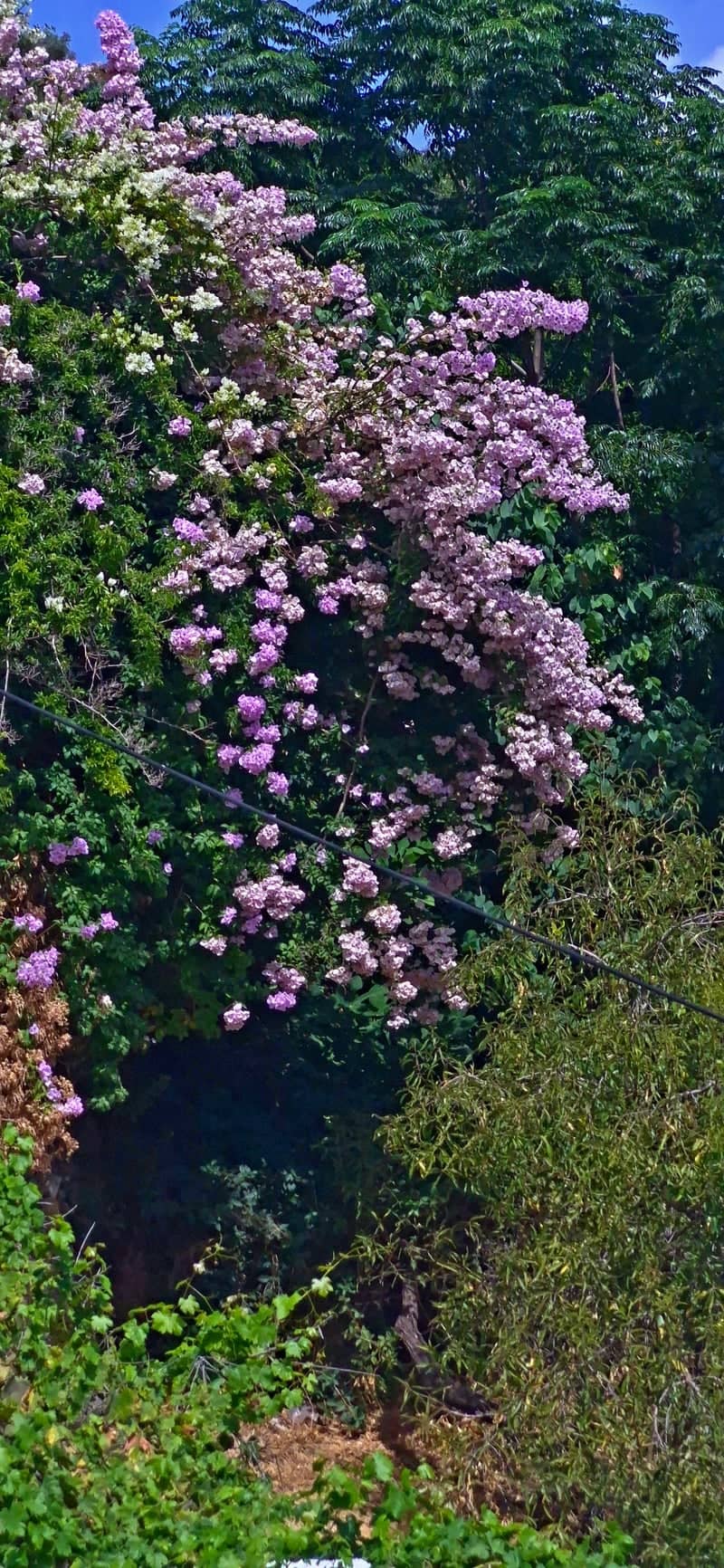 Topolia Village Flora - Image 1