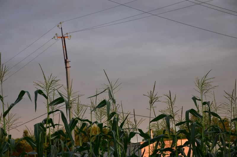 Malovskiy Village Fields - Image 1