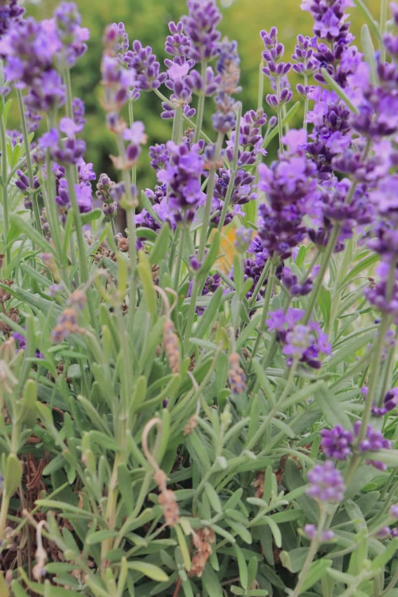 Queirã Lavender Garden - Image 1