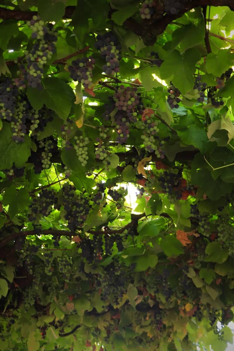 Traditional Grape Trellis in Pampilhosa da Serra - Image 1