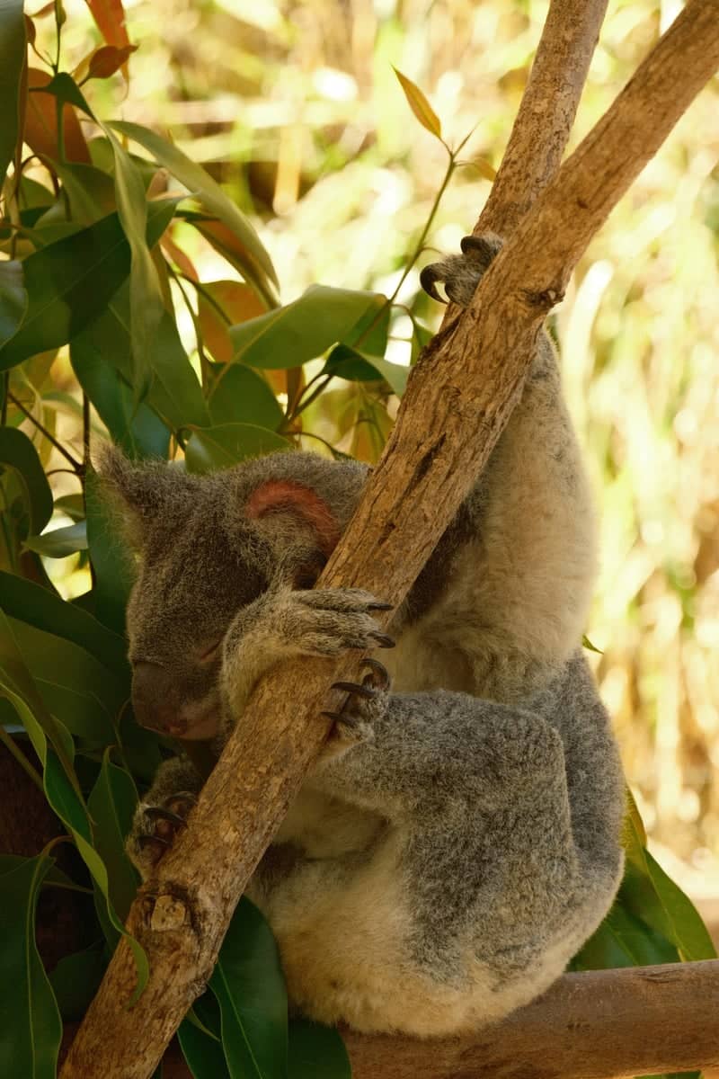 Kuranda Koala Gardens - Image 1