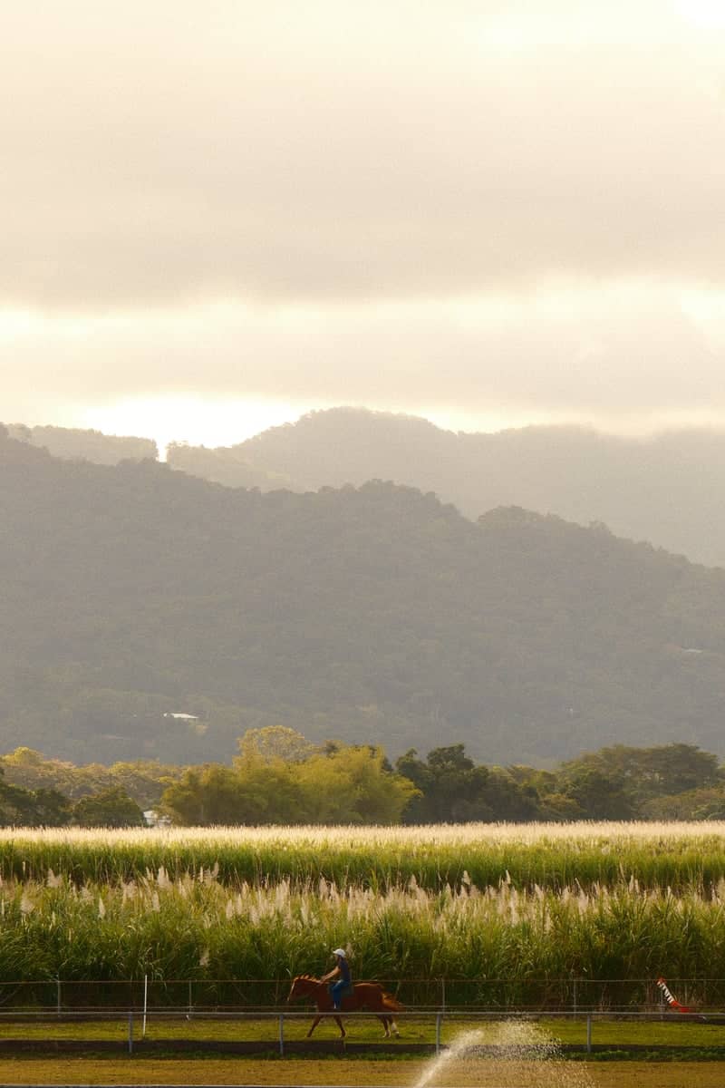 Cairns Hinterland Equestrian View - Image 1