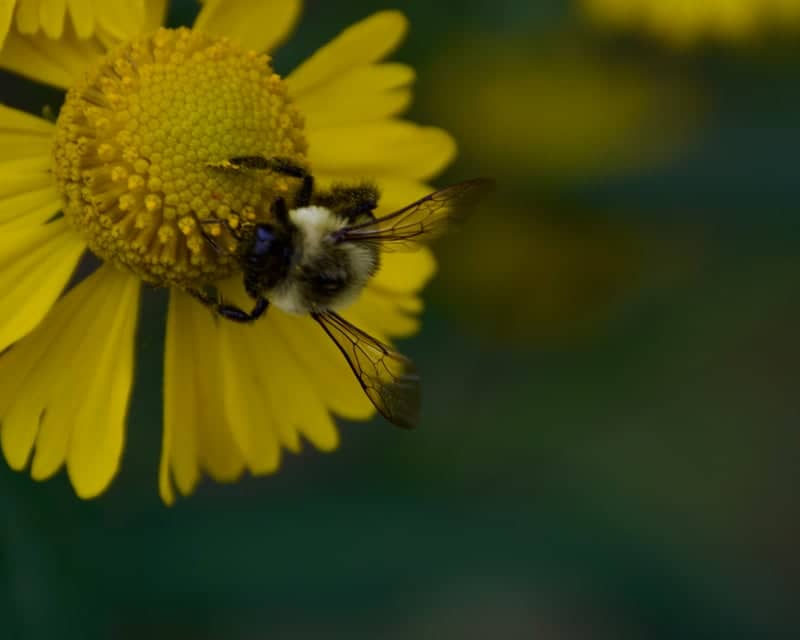 Como Park Conservatory Gardens - Image 1