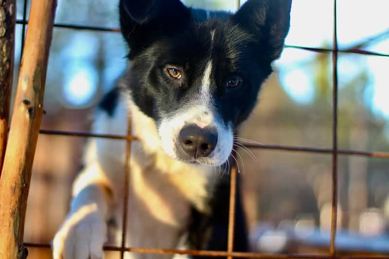 Inari Husky Kennel - Image 1