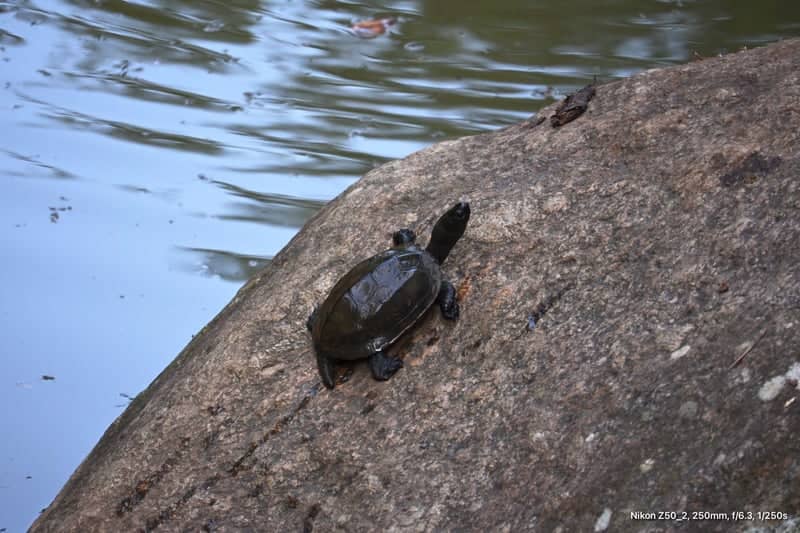 Yi Sun-sin Park - Image 1