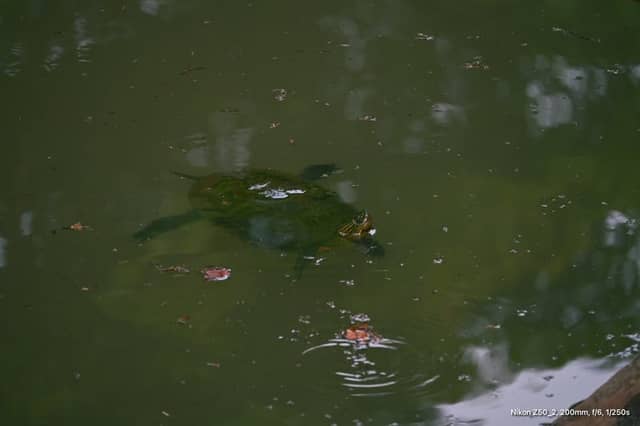 Tongyeong City Park Pond - Image 1