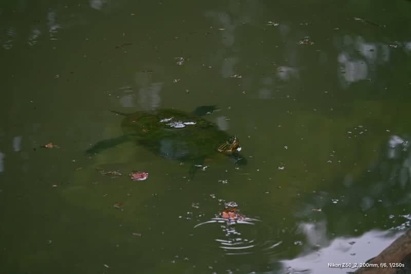 Tongyeong City Park Pond - Image 1