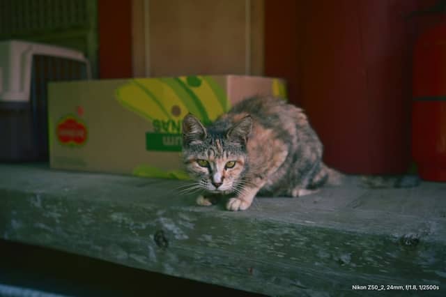 Tongyeong Harbor Alleyways - Image 1
