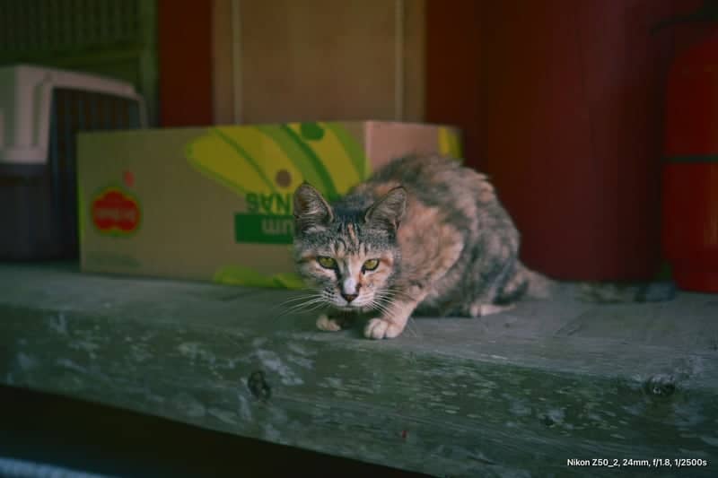 Tongyeong Harbor Alleyways - Image 1