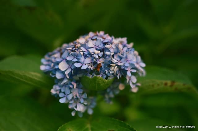 Tongyeong Coastal Hydrangea Garden - Image 1