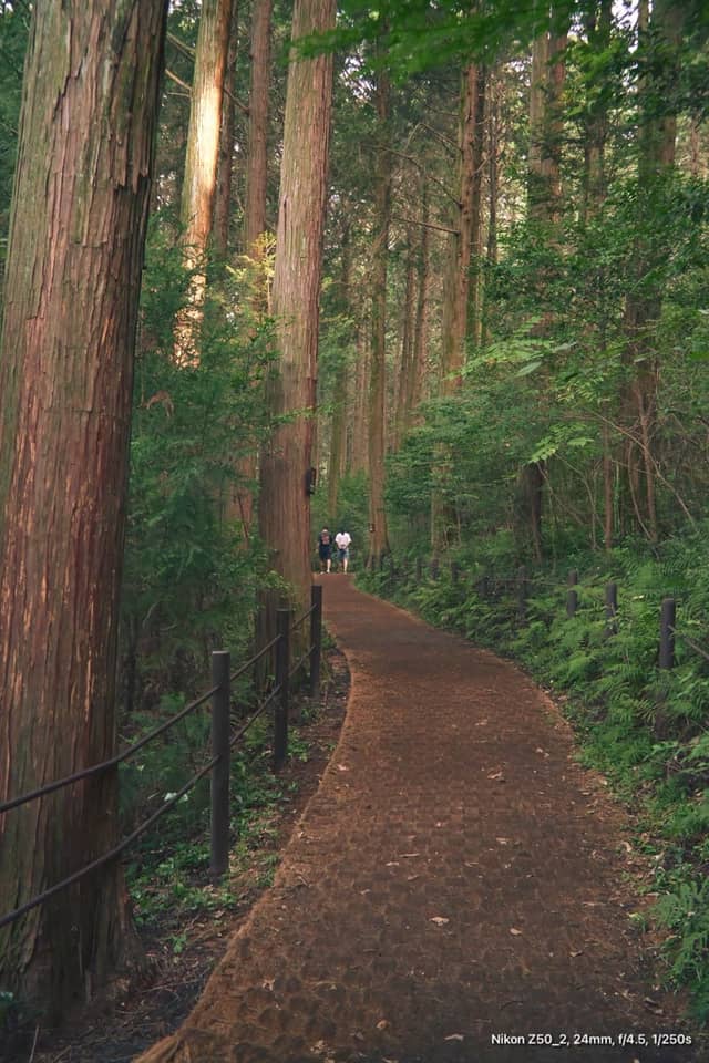 Mireuksan Hinoki Forest Path - Image 1