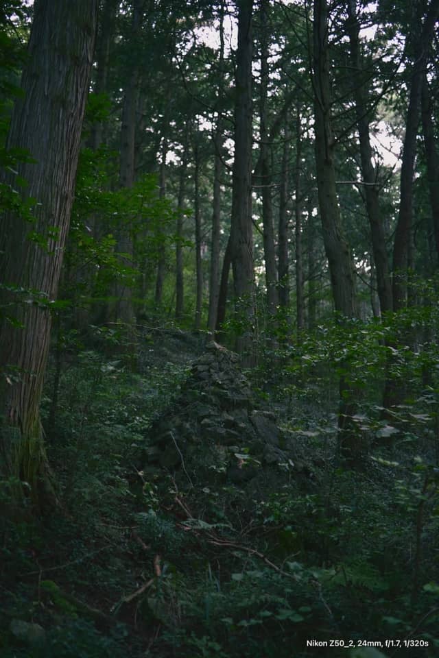 Mireuksan Cypress Forest - Image 1