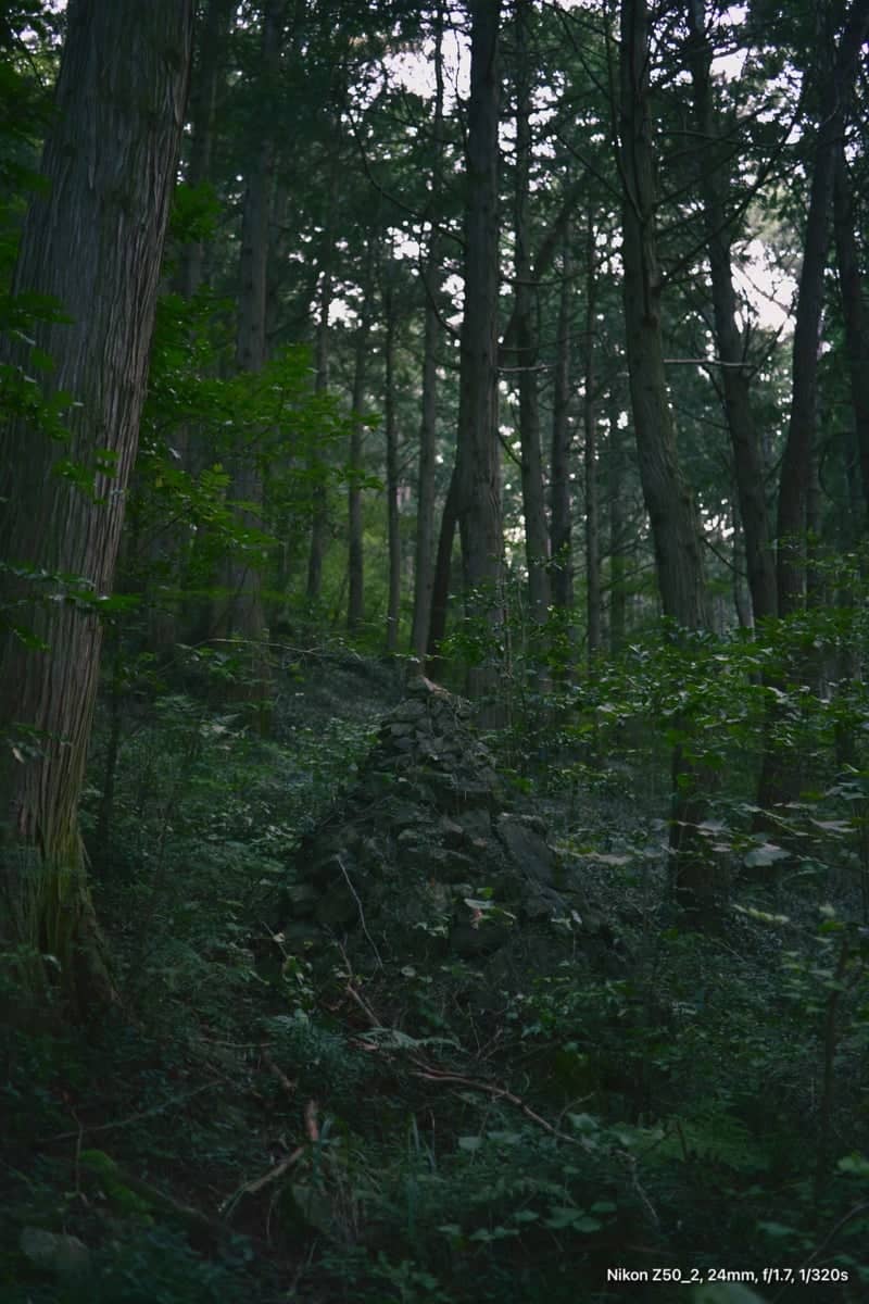 Mireuksan Cypress Forest - Image 1