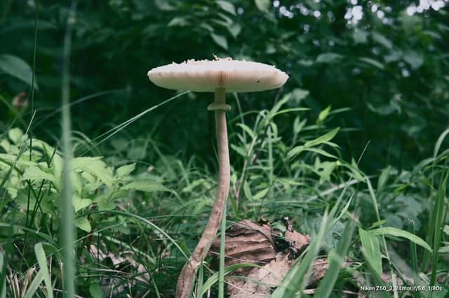 Ulsan Forest Floor - Image 1