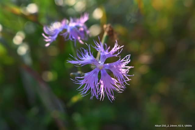 Yeongnam Alps Wildflower Trail - Image 1