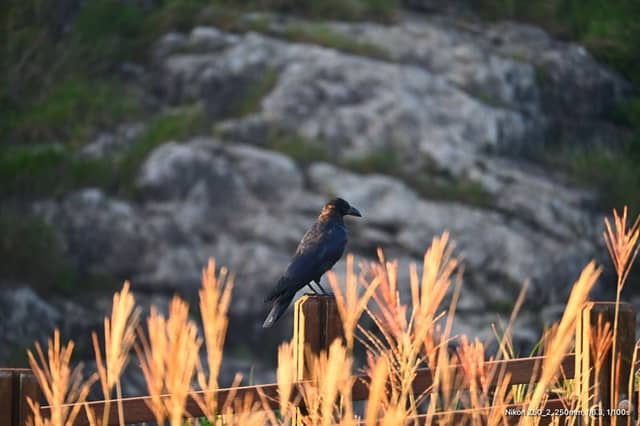 Ulsan Hillside Nature Trail - Image 1