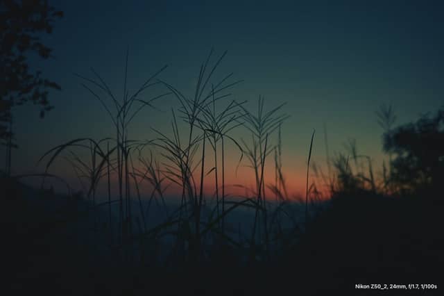 Ganwoljae Silver Grass Plateau - Image 1