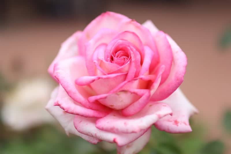 Simi Valley Garden Blooms - Image 1