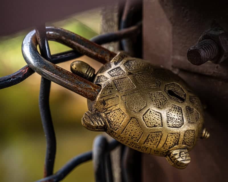 UC Davis Arboretum Love Locks - Image 1