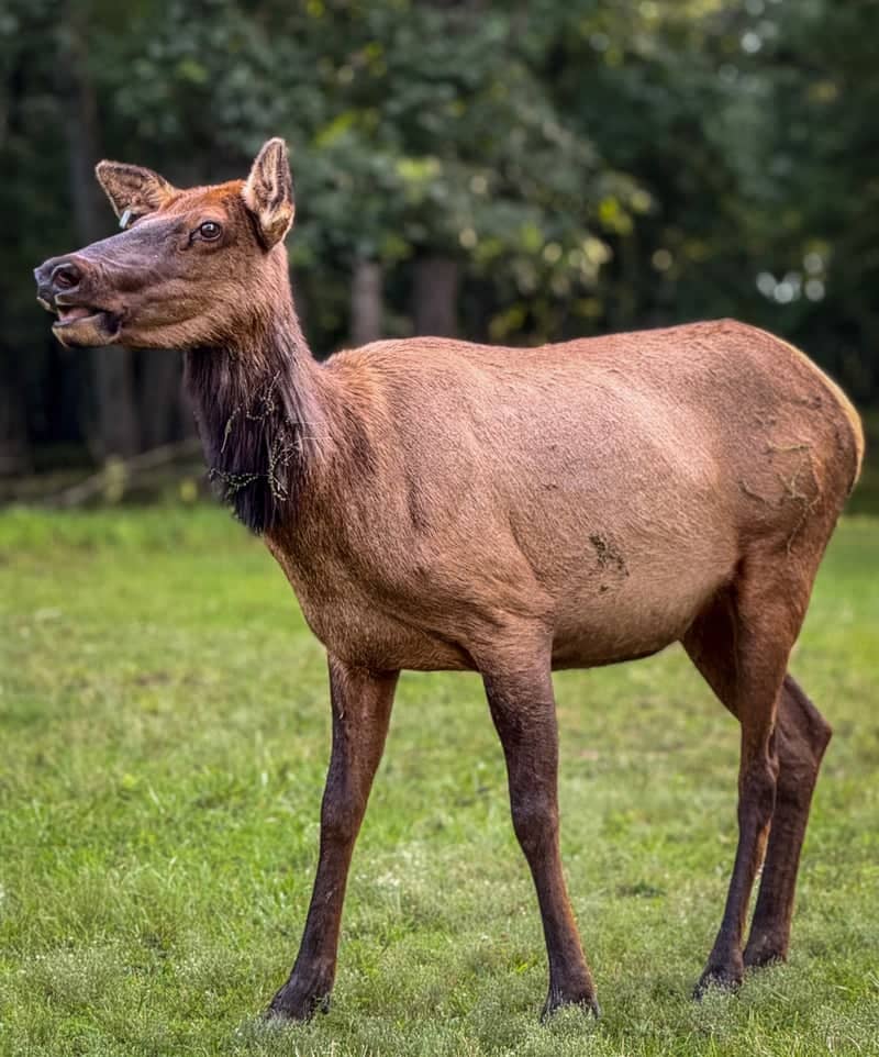 Lone Elk Park - Image 1