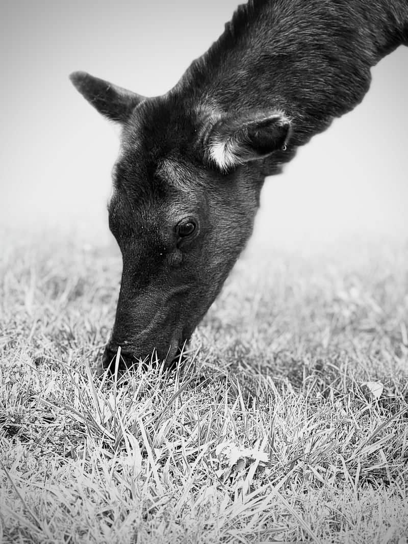 Lone Elk Park - Image 1