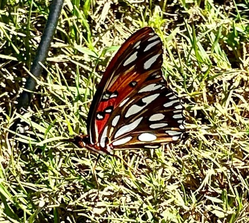 Evergreen Countryside Wildlife Spot - Image 1