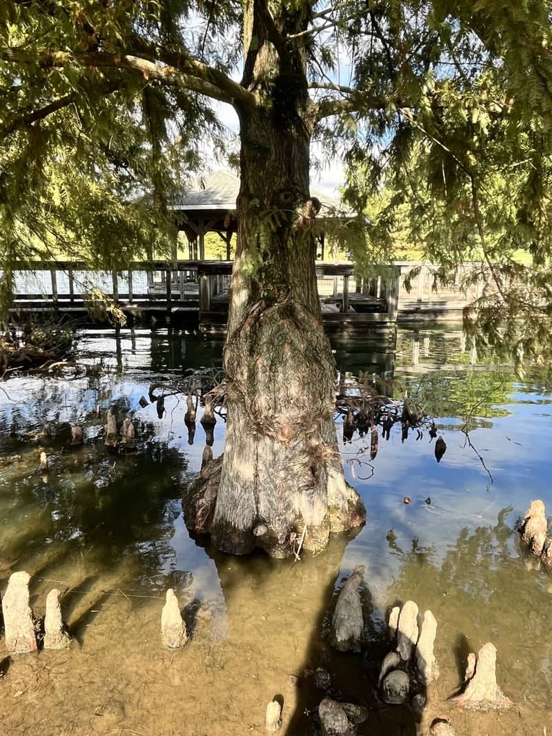 McFarland Park Cypress Trees - Image 1