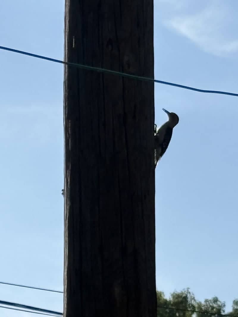 Florence Residential Wildlife Spot - Image 1