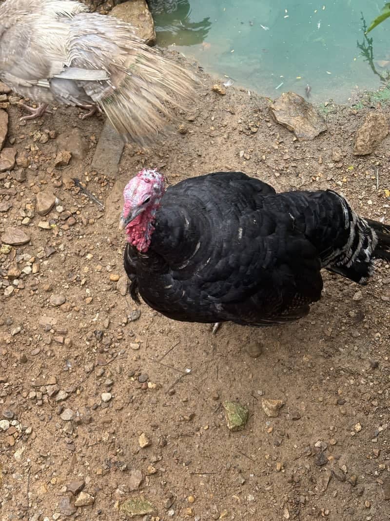 Killen Farmstead Turkeys - Image 1