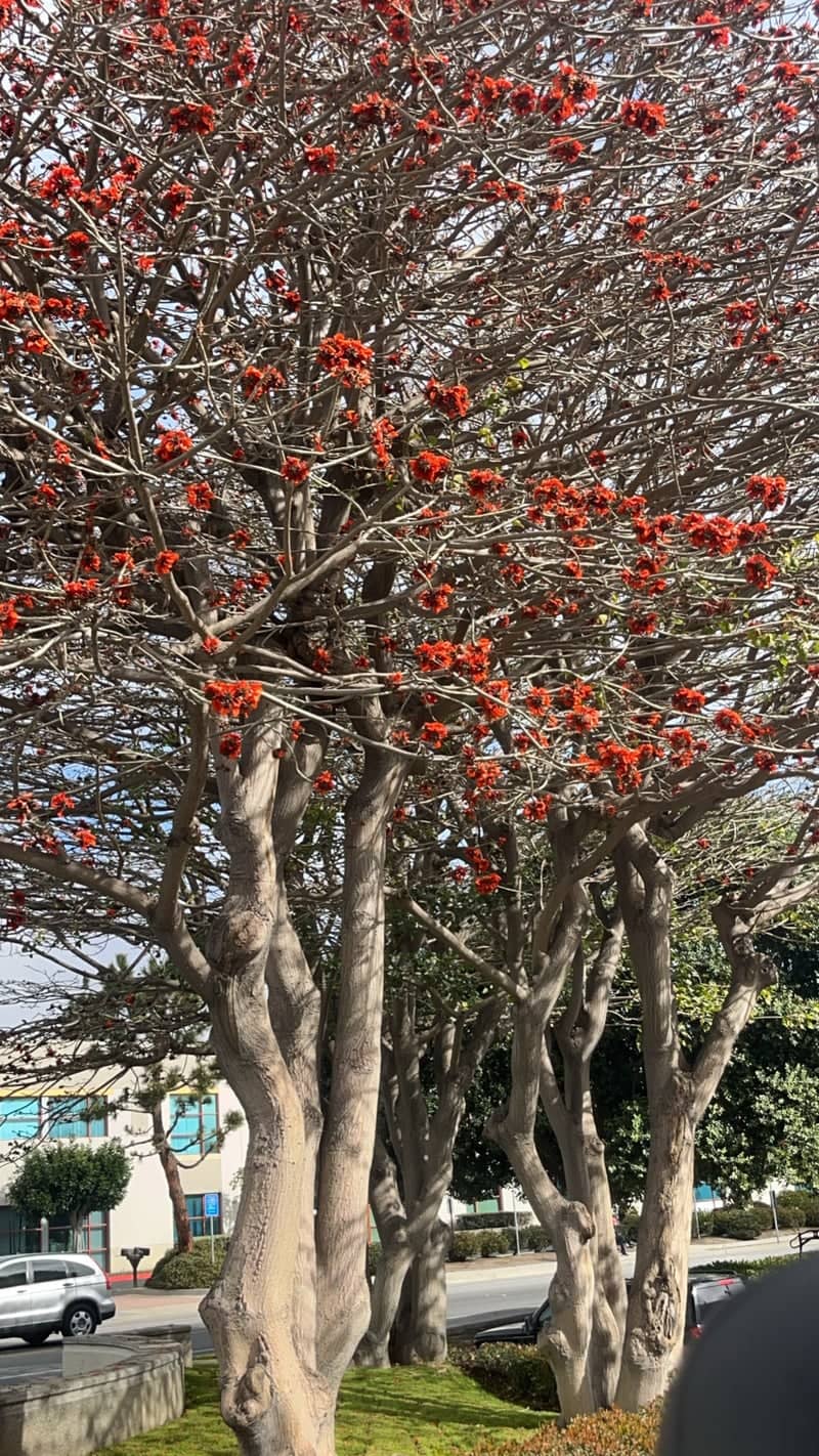 Oxnard Coral Tree Grove - Image 1