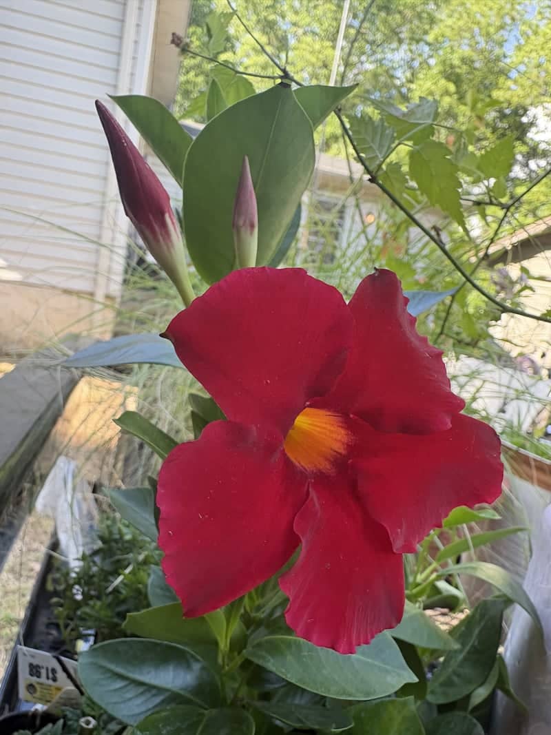 Jersey Avenue Garden - Image 1