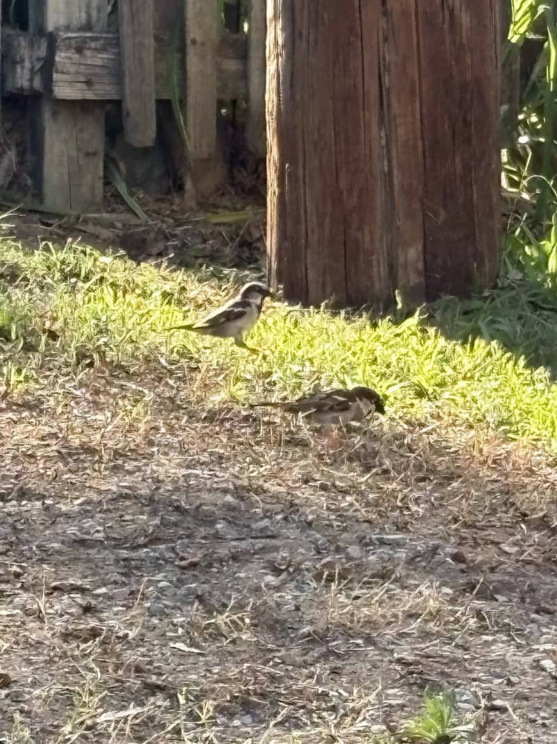 Florence Garden Wildlife - Image 1
