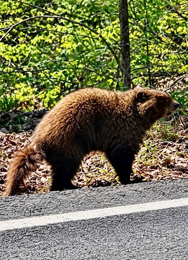 Lauderdale County Woodland Roadside - Image 1