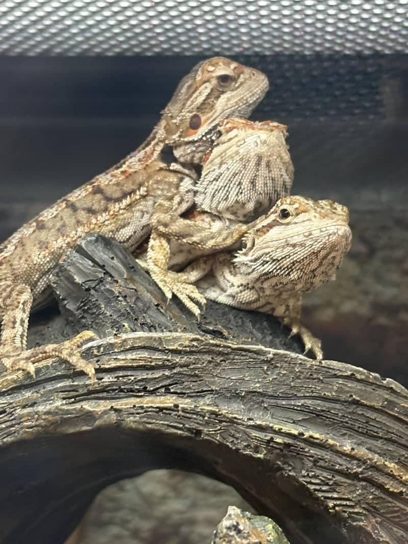 Bearded Dragon Terrarium at Florence Square - Image 1