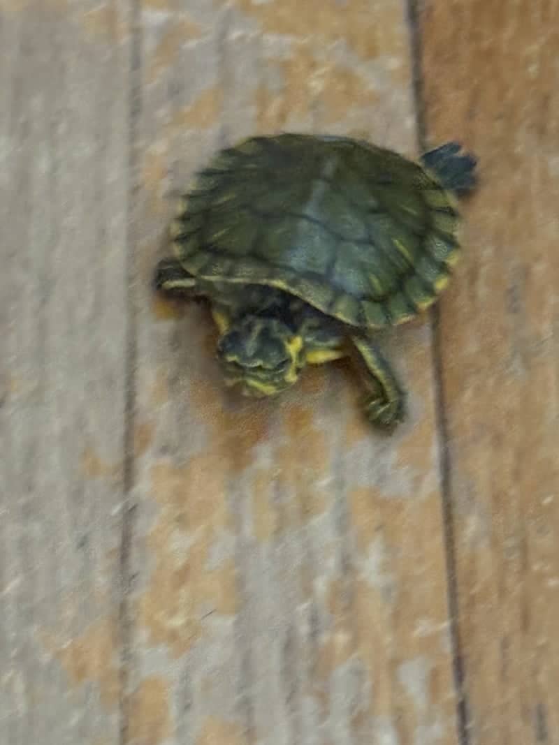 Backyard Wildlife in Flomaton - Image 1