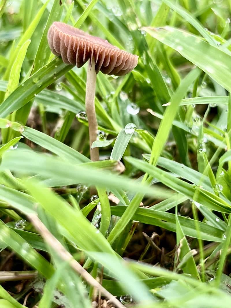 Woodland Hills Greenery - Image 1