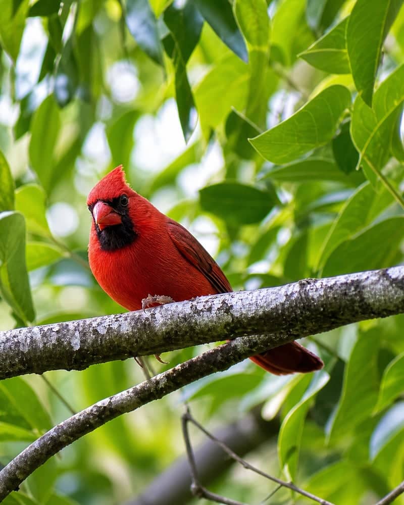 Woodland Hills Birding Spot - Image 1