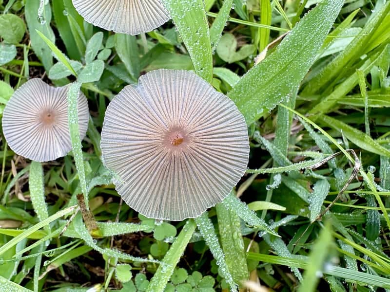 Woodland Hills Forest Floor - Image 1