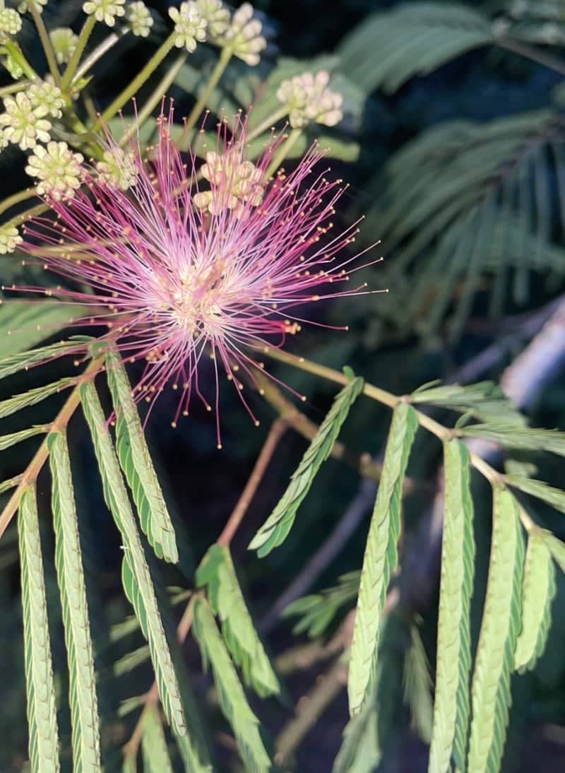 Milton Garden Mimosa - Image 1