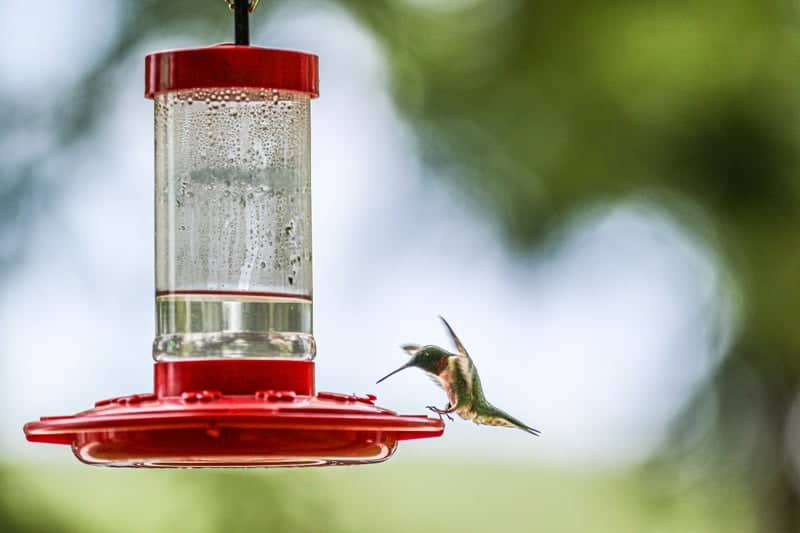 Lick Creek Wildlife Garden - Image 1
