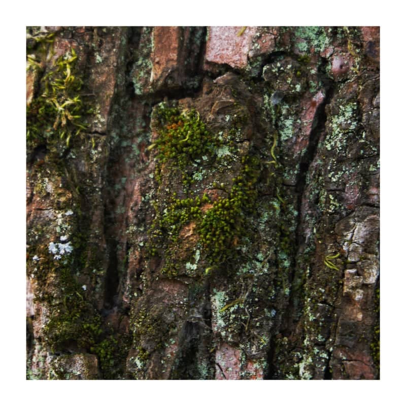 Mossy Tree Bark Detail - Image 1